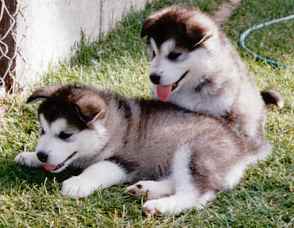 puppies01.jpg (11277 bytes)