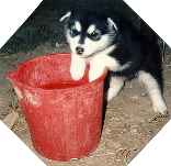 puppies02.jpg (4095 bytes)