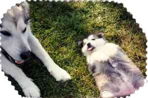 puppies04.jpg (9081 bytes)