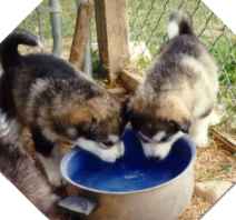 puppies05.jpg (6339 bytes)