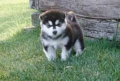 puppies10.jpg (9661 bytes)